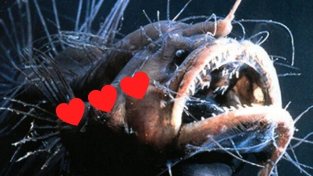 a close up of a terrifying female anglerfish, overlaid with a line of three red hearts