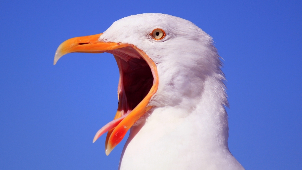The Secret to One of Peru's Most Powerful Kingdoms Came Out of Birds