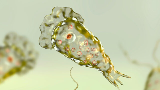 illustration of an amoeba