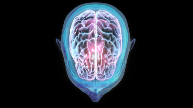 illustration of a brain within a skull from above