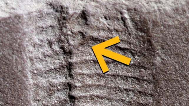 Oldest Fossilized Butthole Found in 290-Million-Year-Old Reptile