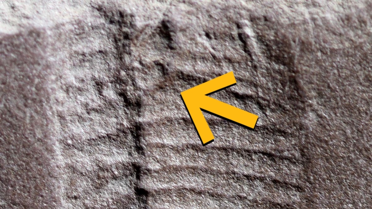 Oldest Fossilized Butthole Found in 290-Million-Year-Old Reptile