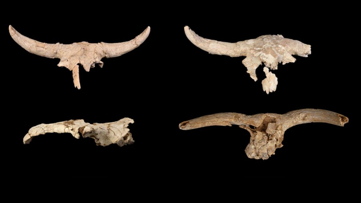 A new investigation of ancient horned animal skulls found in Spain's Des-Cubierta Cave deepens the mystery of when and why Neanderthals put them there.