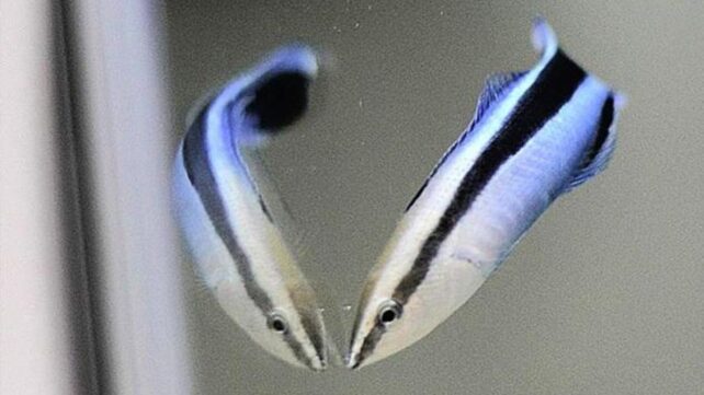 This Tiny Fish Passed an Intelligence Test That Once Distinguished Great Apes