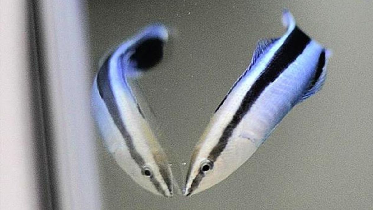 This Tiny Fish Passed an Intelligence Test That Once Distinguished Great Apes