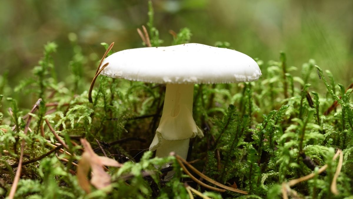 California's Death Cap Mushrooms Are Making New Compounds, Scientists Discover