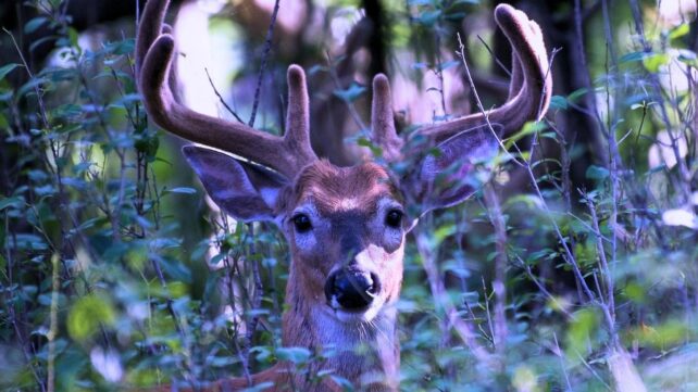 Deer Create Mysterious Ultraviolet Signals That Glow in Forests