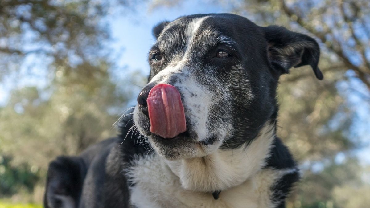 The Microbes in Your Dog's Gut May Predict Their Cancer Prognosis