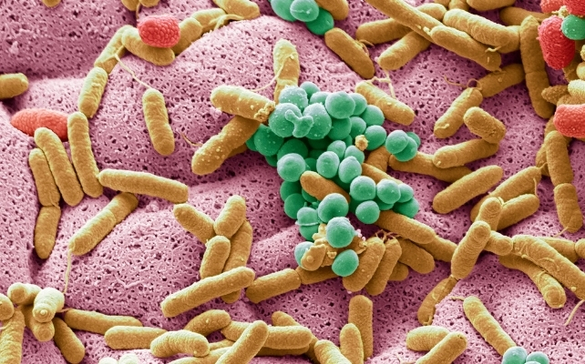 microbes under a microscope