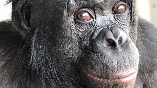 chimpanzee face up close