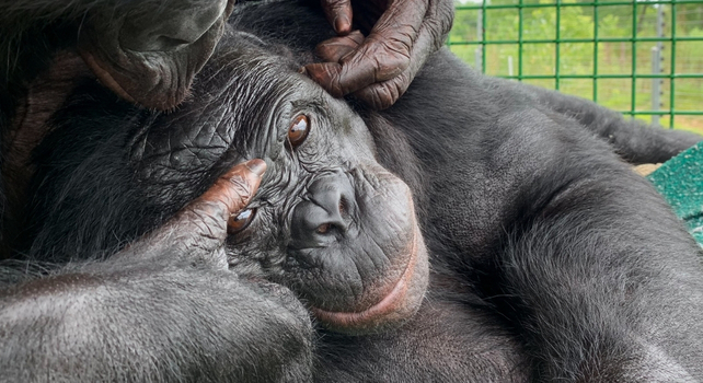 chimpanzee being caressed by another chimpanzee