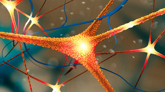 Microscopic view of the synapses
