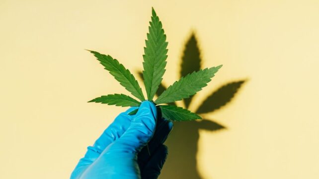 Large Medical Cannabis Review Finds Scarce Evidence It Treats Mental Health Disorders