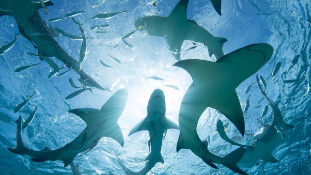 Silhouette of circling sharks