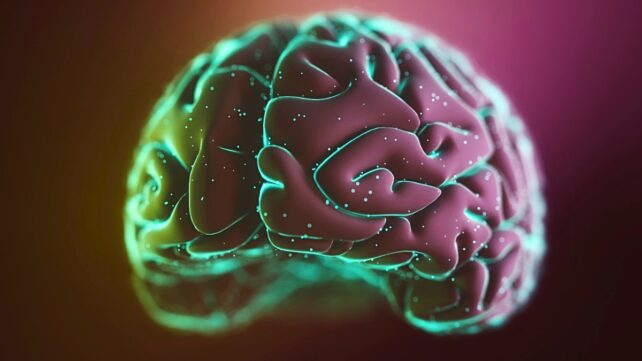 Illustration of a scientifically accurate human brain, but showing it glowing in purple and green