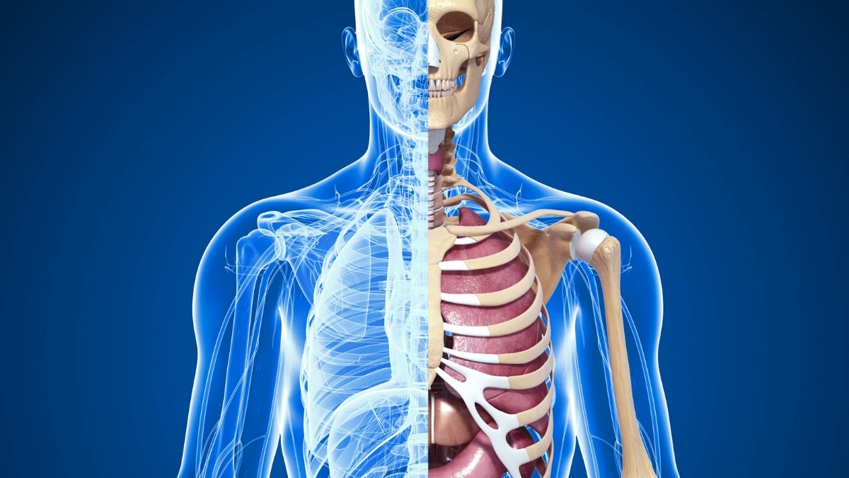 Human Anatomy Textbooks Hide an Uncomfortable Truth About Bodies