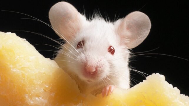 'Dead End': Radical 20-Year Study Reveals Genetic Cloning Hits a Limit