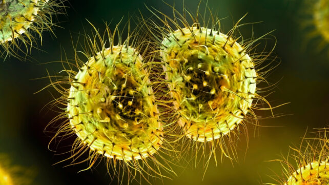 Meningitis Outbreak Exposes UK's Decade-Long Gap in Protection