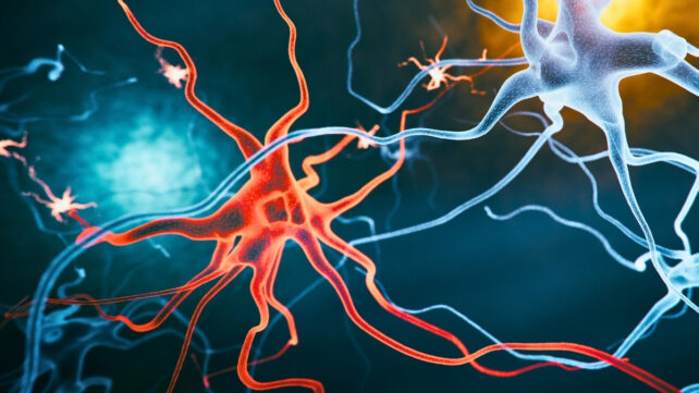 Neurons and microglia in a high-contrast illustration