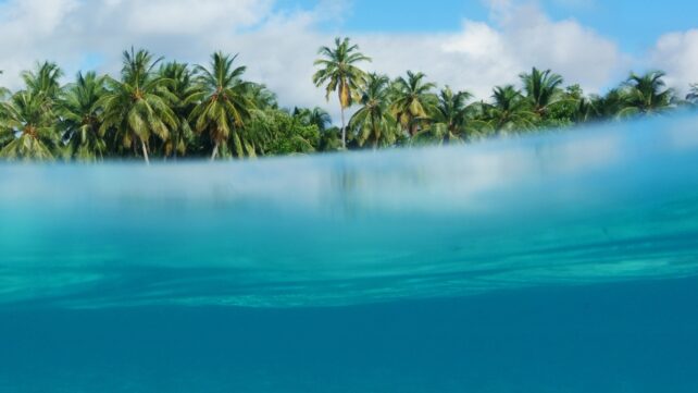 Palm trees behind a high water level