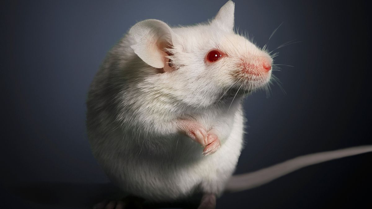 Elderly Poop Transplants Had a Surprising Effect on Young Mouse Ovaries