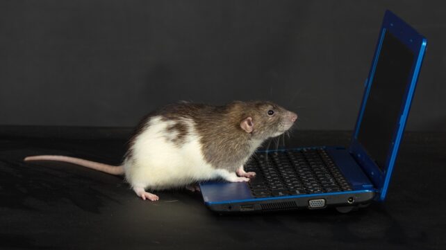 Scientists 'Re-Watch' Videos Seen by Mice by Studying Their Brains