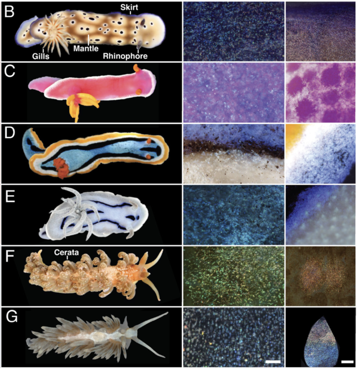 Imagens de microscópio digital mostrando grânulos com coloração estrutural em H. tryoni, borda (B); manto de H. bullockii (C); borda de C. annae (D); manto de C. willani (E); ceratas de S. neapolitana (F); e ceratas de B. stephanieae (G). (Humphrey et al., PNAS, 2026)
