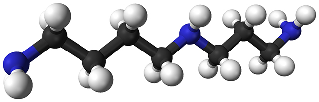 Ball-and-stick model of spermidine