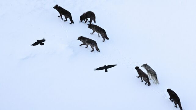 Two ravens soar above a wolf pack heading across snow to a kill site in Yellowstone