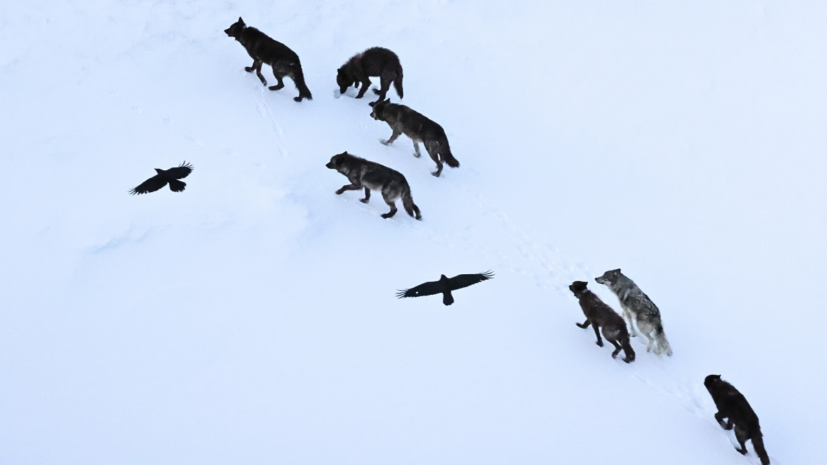 Ravens Don't Just Follow Wolves – They Memorize Kill Sites Across Vast Distances