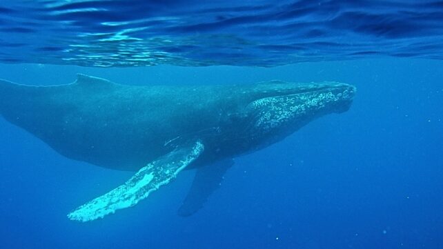 A huge whale swimming just below the surface of an ocean