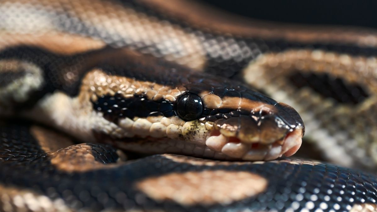Something in Python Blood Could Be The Future of Weight Loss