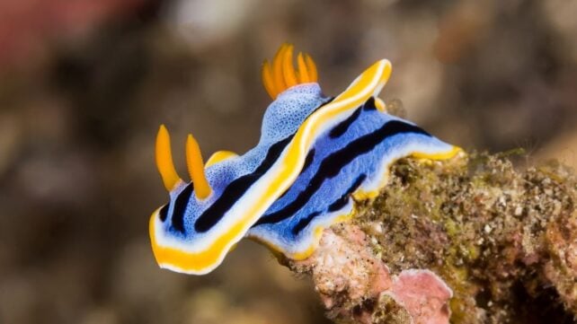 The Prettiest Sea Slugs Use Crystals in Their Skin as 'Pixels' of Color