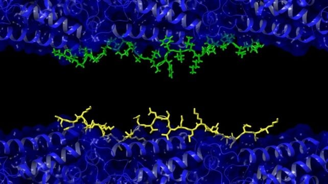 New 'Unifying Theory' May Explain How Alzheimer's Emerges in The Brain