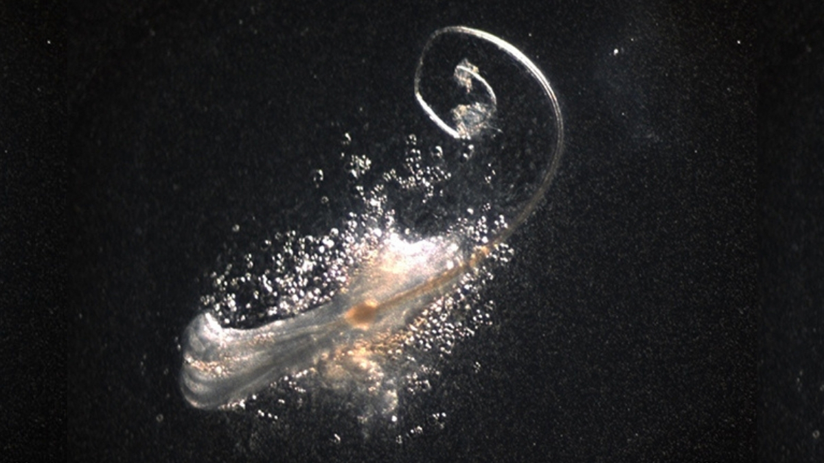 Funkční vlasové folikuly poprvé vypěstovány v laboratoři