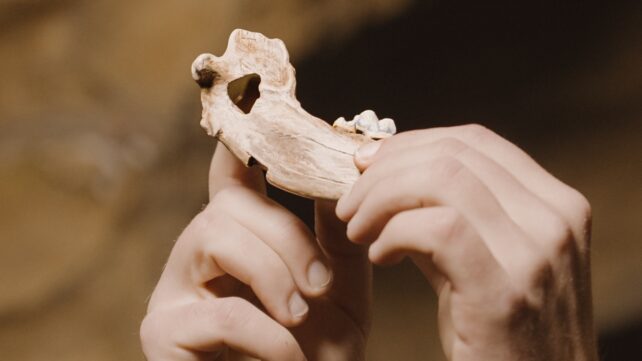 Oldest Dog DNA Ever Found Reveals How Ancient Our Friendship Really Is