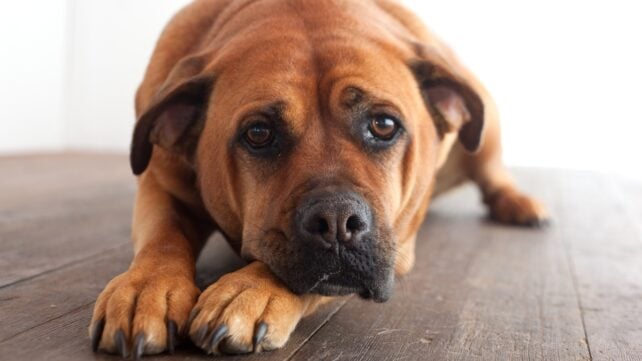 A sad-looking brown dog lying on a hardwood floor