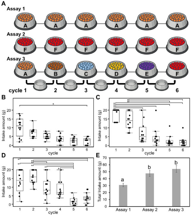 Scientists Have Revealed Why Cats Mysteriously Stop Eating, And It's Not Due to Being Full 