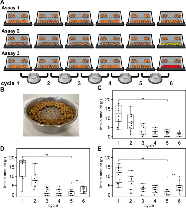 Scientists Have Revealed Why Cats Mysteriously Stop Eating, And It's Not Because They're Full