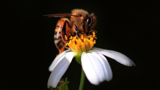 A bee on a white flower