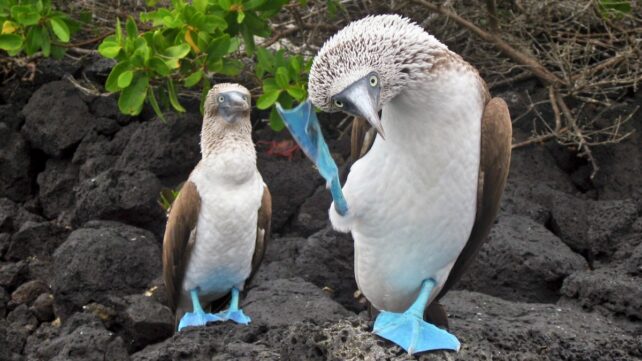 Nature Might Pulse to a Universal Rhythm &ndash; 2 Beats Per Second