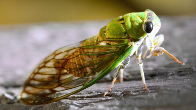 Close-up view of the side profile of a green cicada 