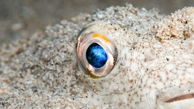 Scientists Think Your Eyes Evolved From a Cyclops 'Worm' 600 Million Years Ago