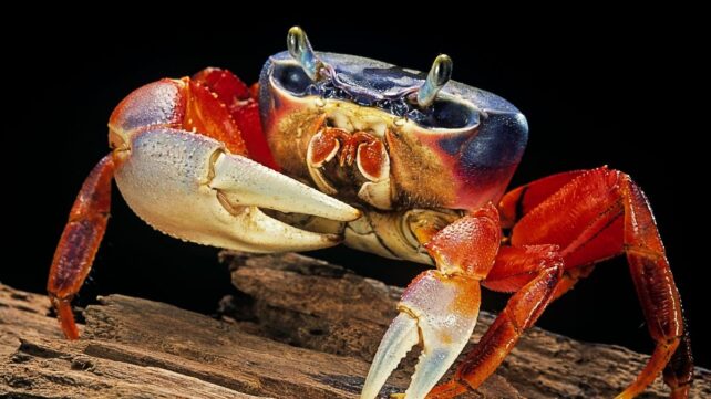 Evolution Keeps Making Crabs &ndash; But a Key Feature Has Only Evolved Once