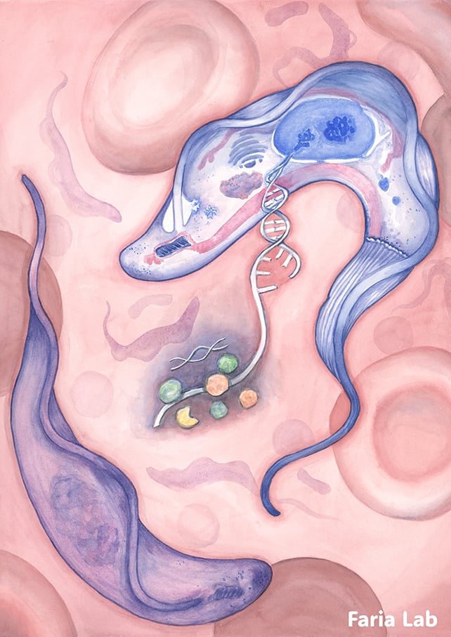 Sleeping sickness parasite