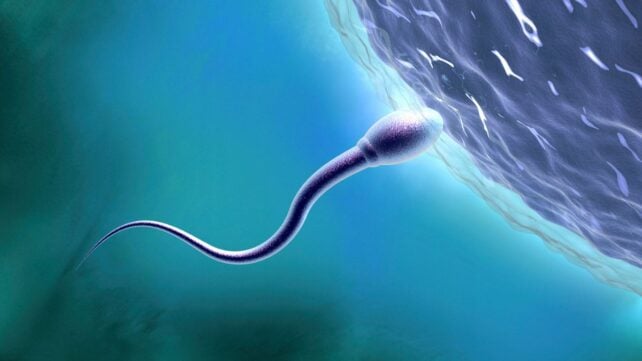 Humans And Animals Are Facing a Hidden Fertility Crisis, Scientists Warn