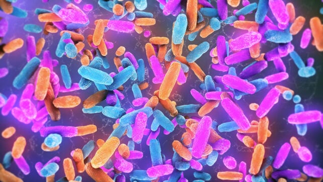 Bacteria in a human intestine