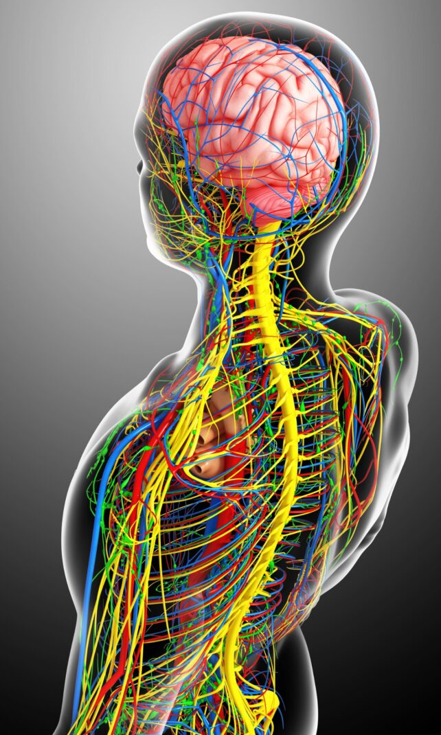 3D illustration of the human central nervous system, showing the brain and spinal cord inside a translucent body