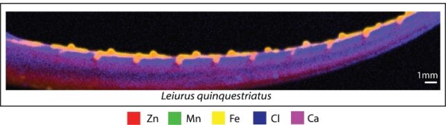 Close up of a scorpion pincer 