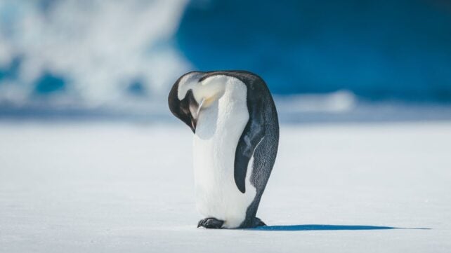Lone emperor penguin stands on ice with head curled down to chest.